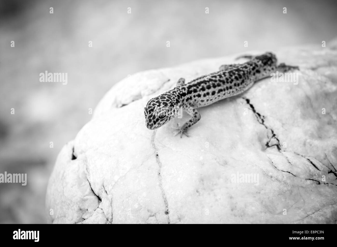 Leopard Gecko Eidechse auf Felsen Stockfoto
