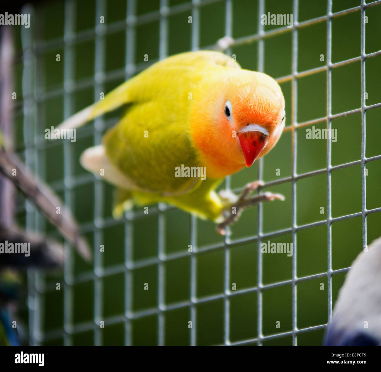 Lovebird Papagei Stockfoto