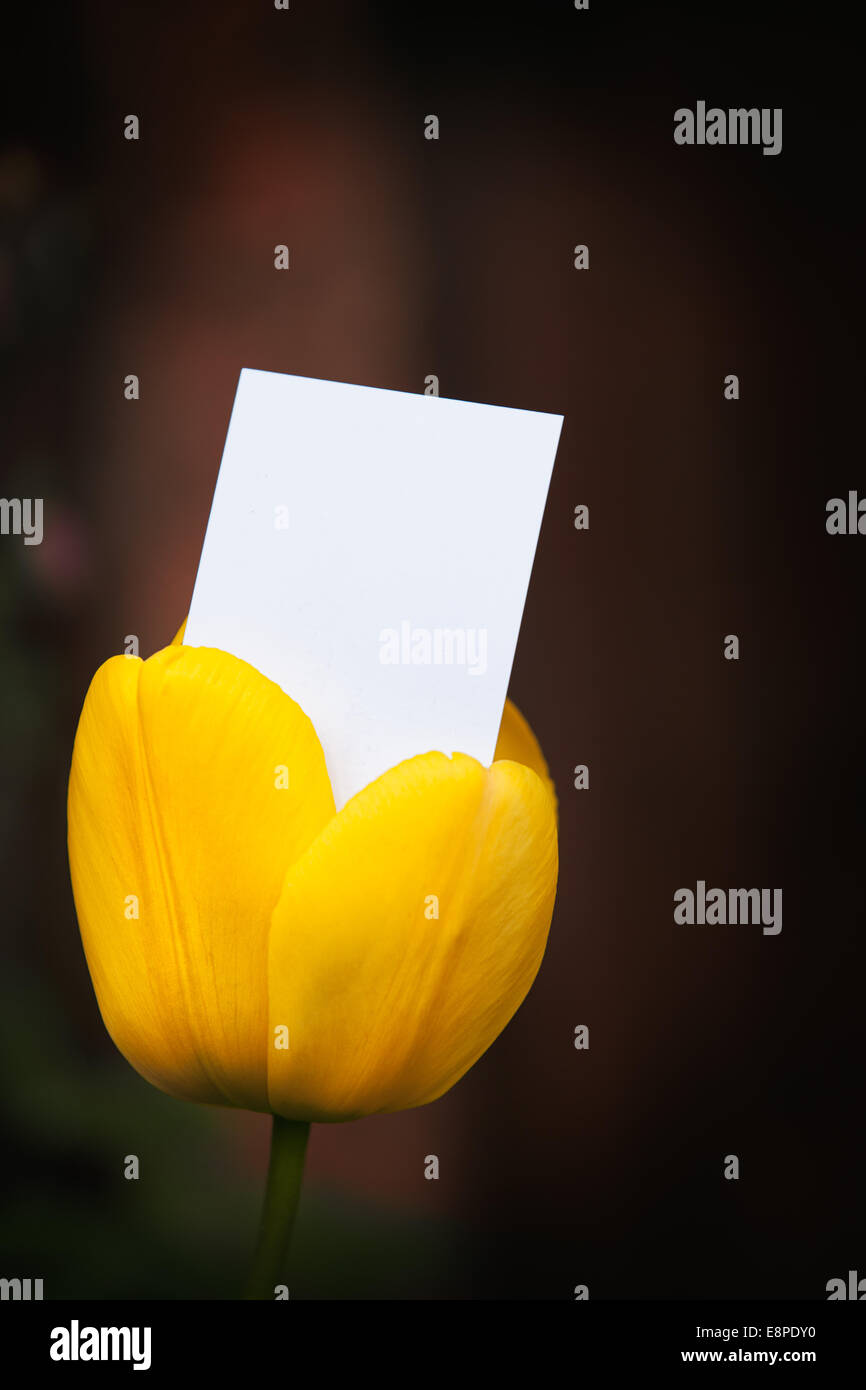 Leere Visitenkarte aus einer Tulpe Stockfoto
