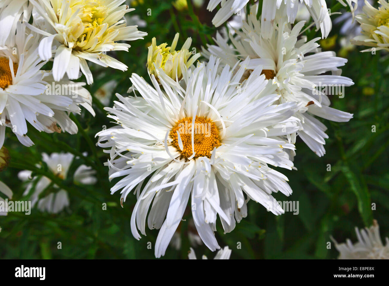 Shasta Daisy LEUCANTHEMUM X SUPERBUM Blumen in einem Garten. Stockfoto