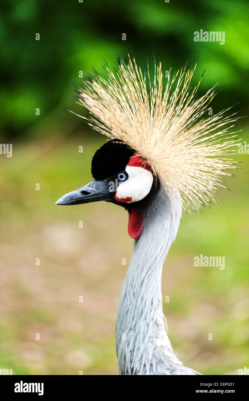 Eine ostafrikanische Crested (gekrönt) Kran Stockfoto