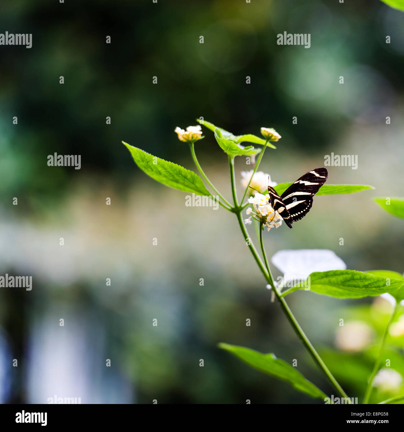 Eine gemeinsame Mormone Schmetterling ruht auf einer Anlage Stockfoto