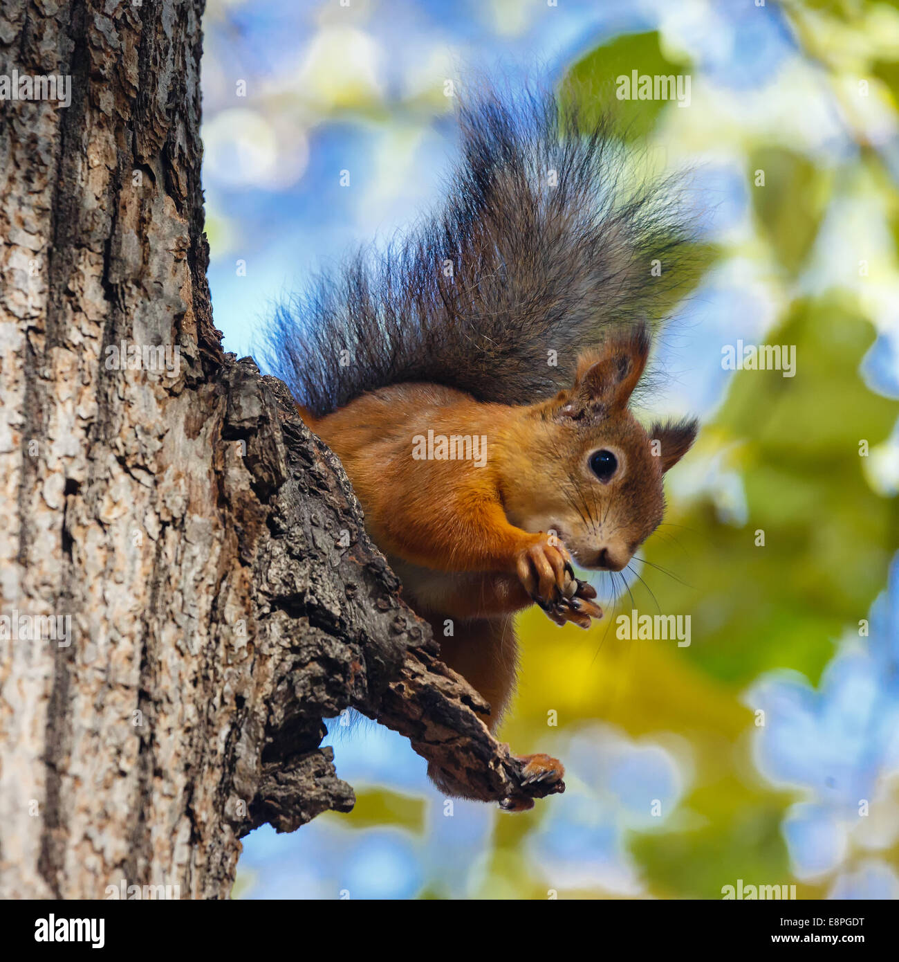 Eichhörnchen nagende Muttern sitzen auf einem Baum Stockfoto