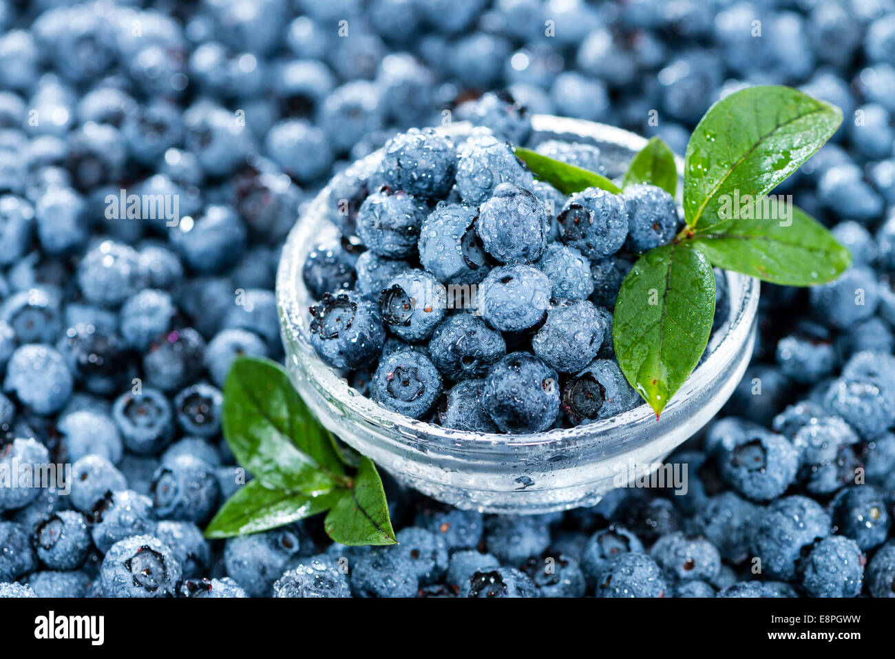 Haufen von frisch geernteten Heidelbeeren (mit Wassertropfen) Stockfoto