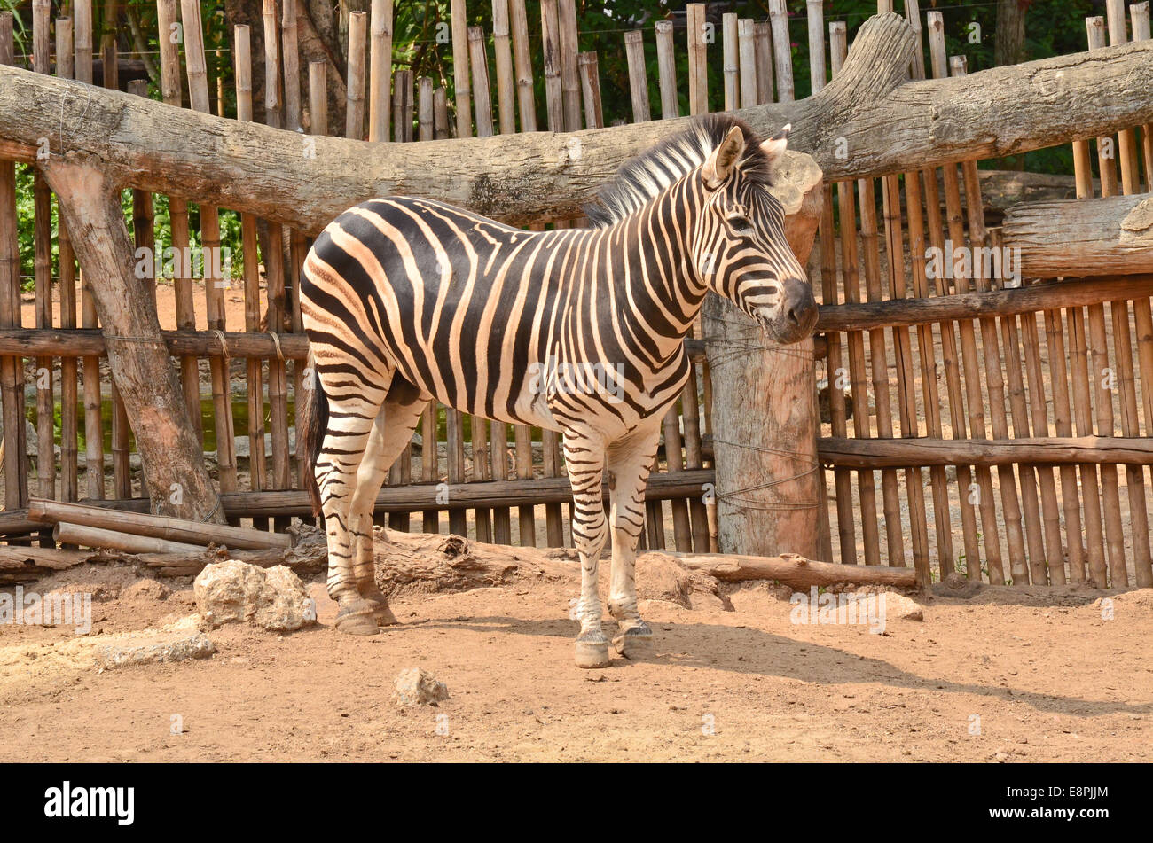 Zebra in der Natur Stockfoto