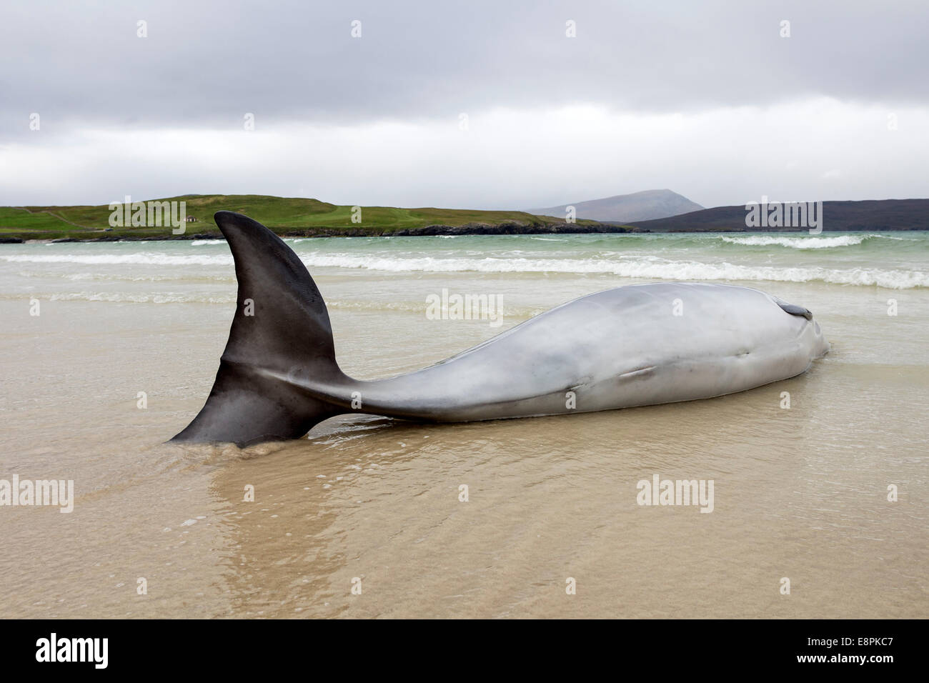 Toter Delphin gefunden angespült am Strand von Balnakeil Bay in der Nähe von Durness Sutherland Scotland UK Stockfoto