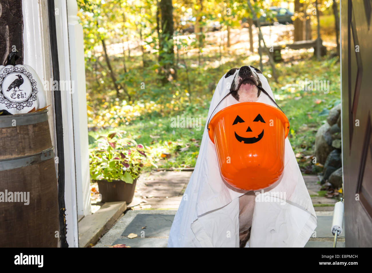 Hund-Süßes oder Saures Stockfoto