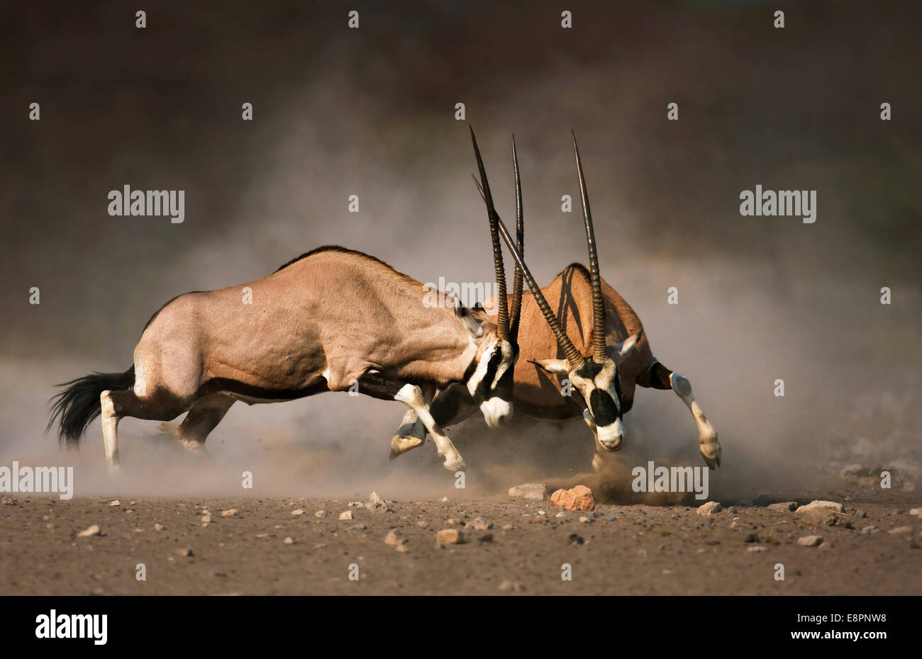 Intensive Kampf zwischen zwei gemsbok Stiere auf staubigen Wüste von Etosha Stockfoto