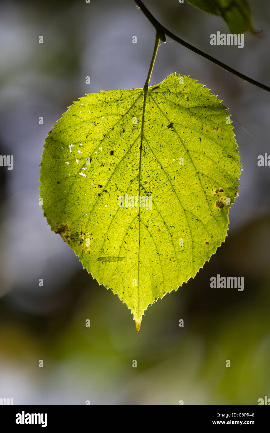 Lindenblatt im Herbst - Hintergrundbeleuchtung Nahaufnahme Stockfoto