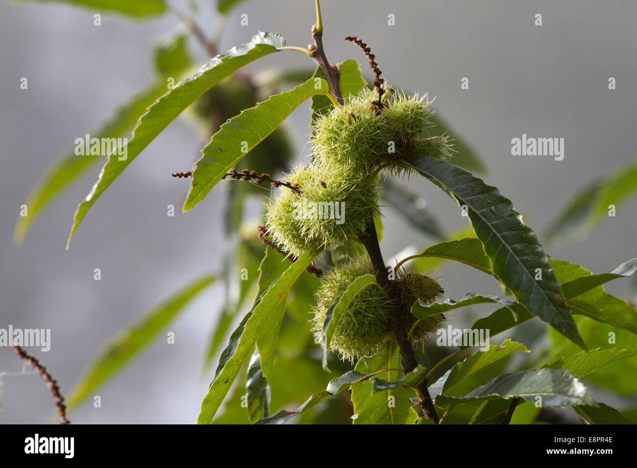 Sweet Chestnut Tree - Reife grüne Frucht Spelzen und Blätter - Studley Royal Park, Ripon, North Yorkshire, UK Stockfoto