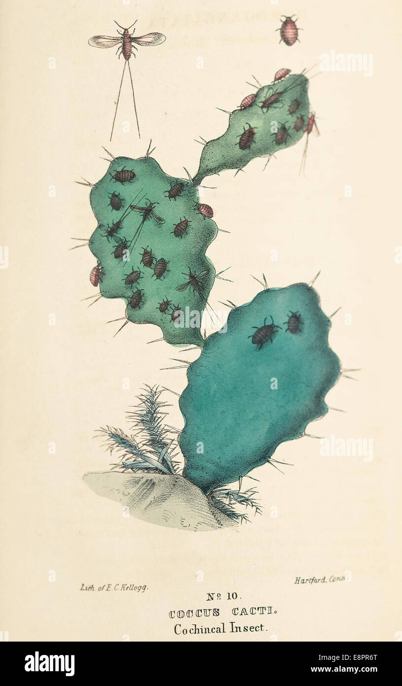 Eine Illustration aus Peter P. Goods *Materia Medica Animalia*, die einen Schwarm kochinealer Insekten auf einem Kakteen zeigt. Dieses Bild stellt die wissenschaftliche Erforschung der Naturgeschichte und Entomologie im 18. Jahrhundert dar. Stockfoto