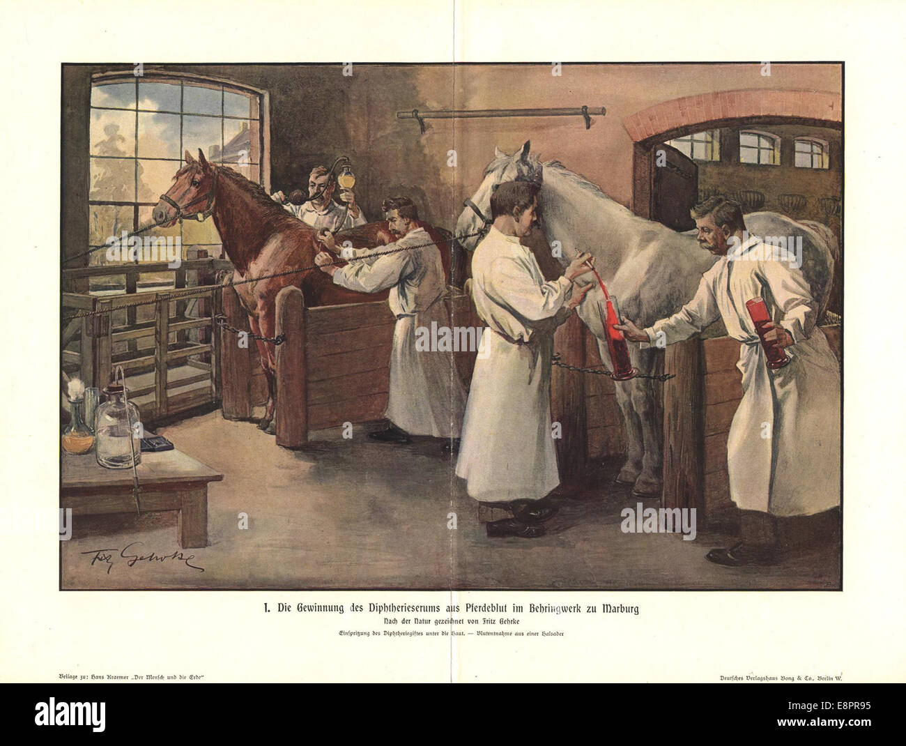 Ein Farbdruck von Fritz Gehrke, der vier Männer in weißen Smocks zeigt, die in einem Stall Blut von Pferden extrahieren. Dieses historische Bild veranschaulicht den Prozess der Gewinnung von Diphtherie-Serum aus Pferdeblut in den Behringwerken in Marburg. Stockfoto