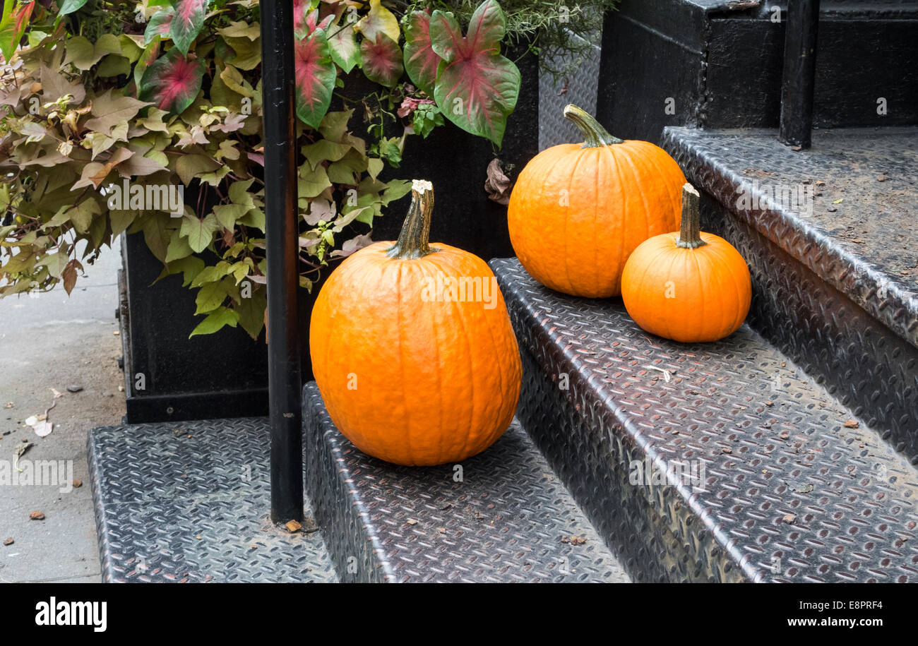 Kürbisse auf Schritte während der Halloween-Woche in New York City angezeigt Stockfoto