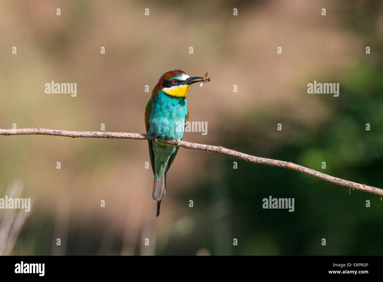 Europäische Bienenfresser (Merops Apiaster) hält eine nicht identifizierte Honigbiene (Apis) Stockfoto