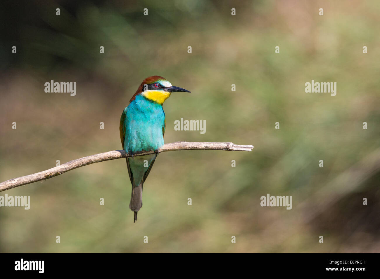 Europäische Bienenfresser (Merops Apiaster) hocken auf einem Ast Stockfoto