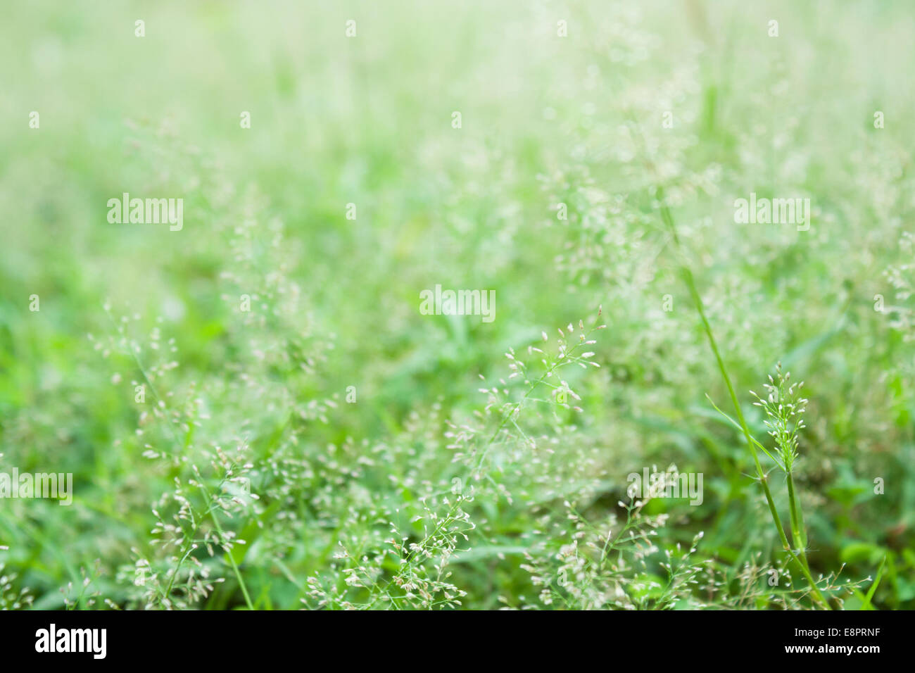 weichen Rasen im Park werden erwachsen Stockfoto