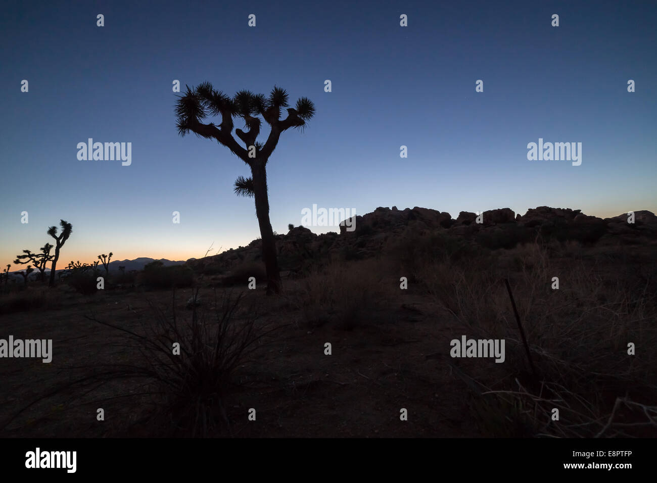 Joshua Tree mit Granitstein und Sterne im Hintergrund. Joshua Tree Nationalpark, Kalifornien, USA Stockfoto