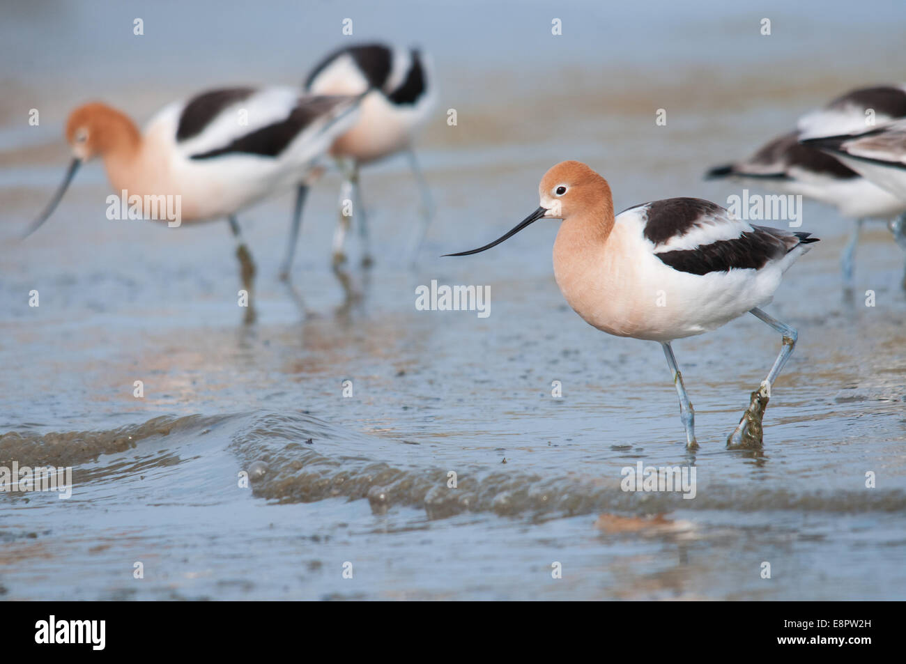 Amerikanische Säbelschnäbler am Strand. Stockfoto