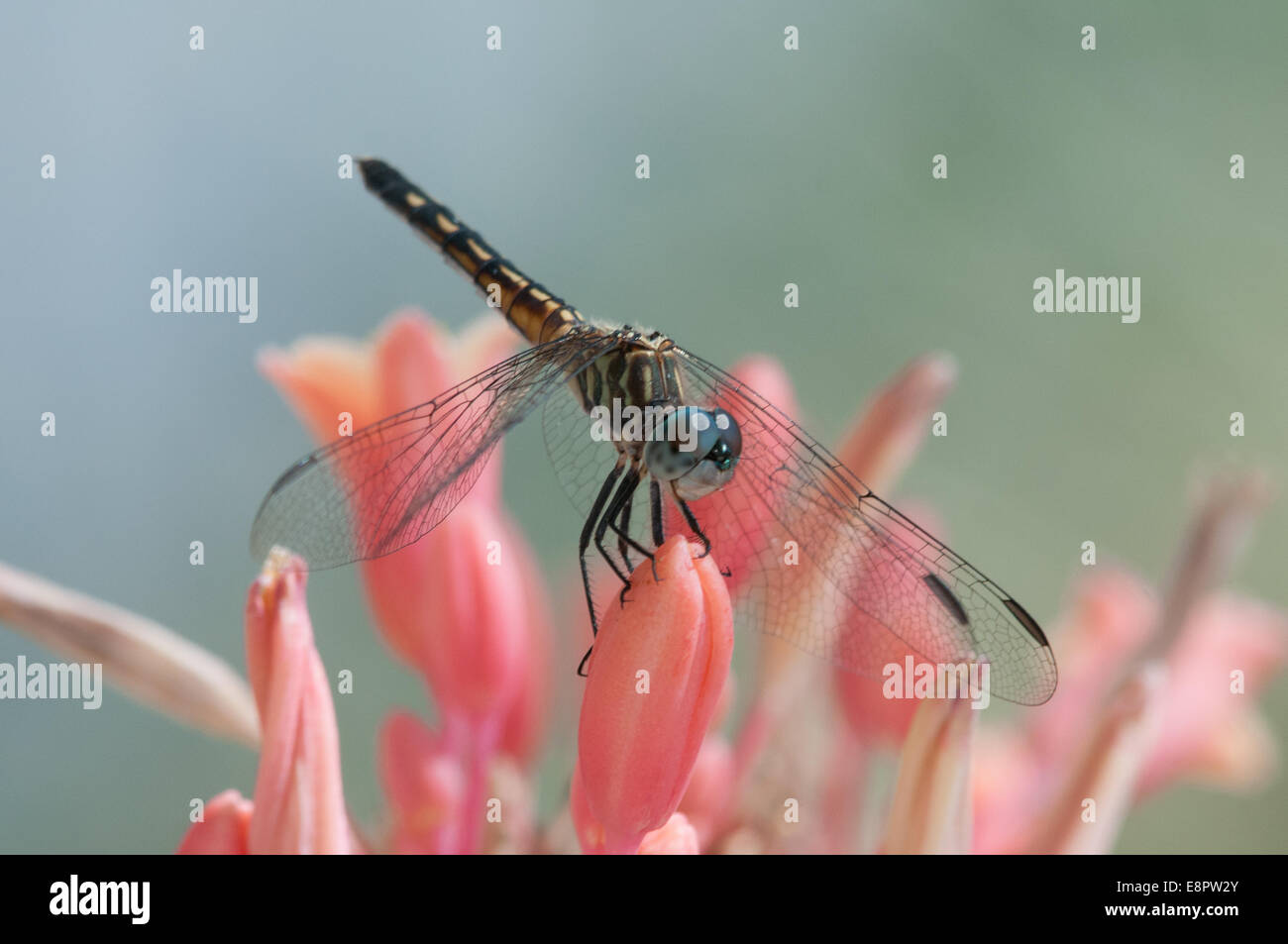 Blaue Dasher thront auf Blumen. Stockfoto