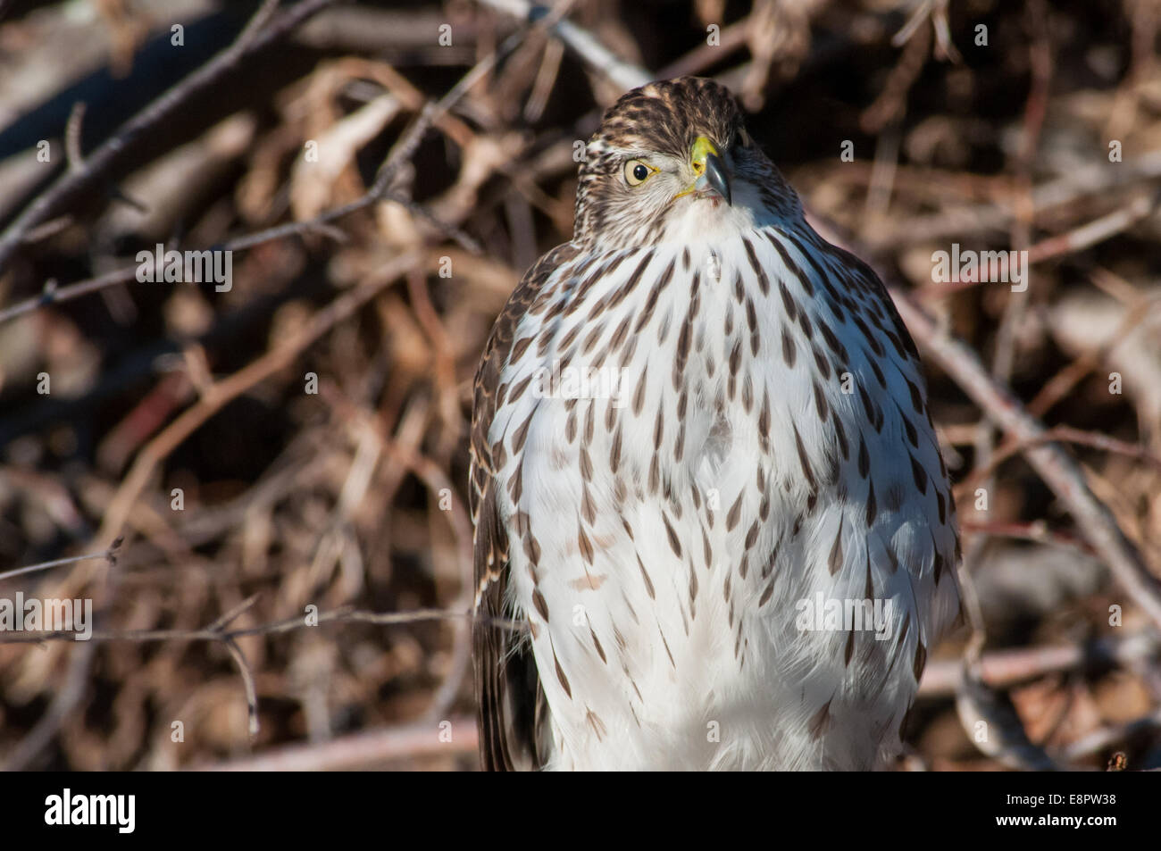 Cooper's Hawk thront auf einem Ast. Stockfoto