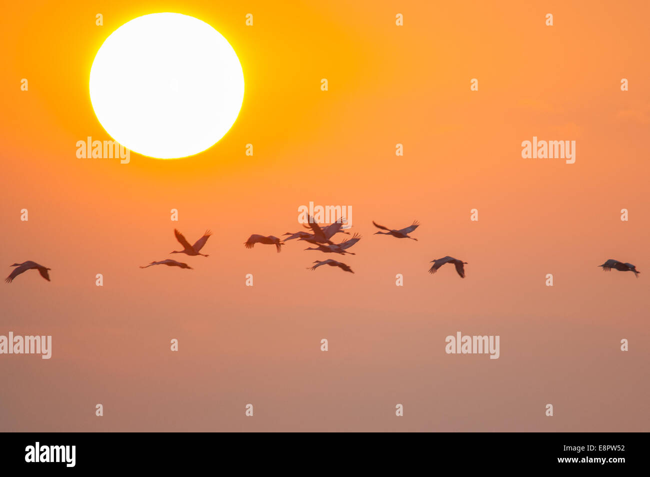 Kraniche fliegen bei Sonnenaufgang. Stockfoto