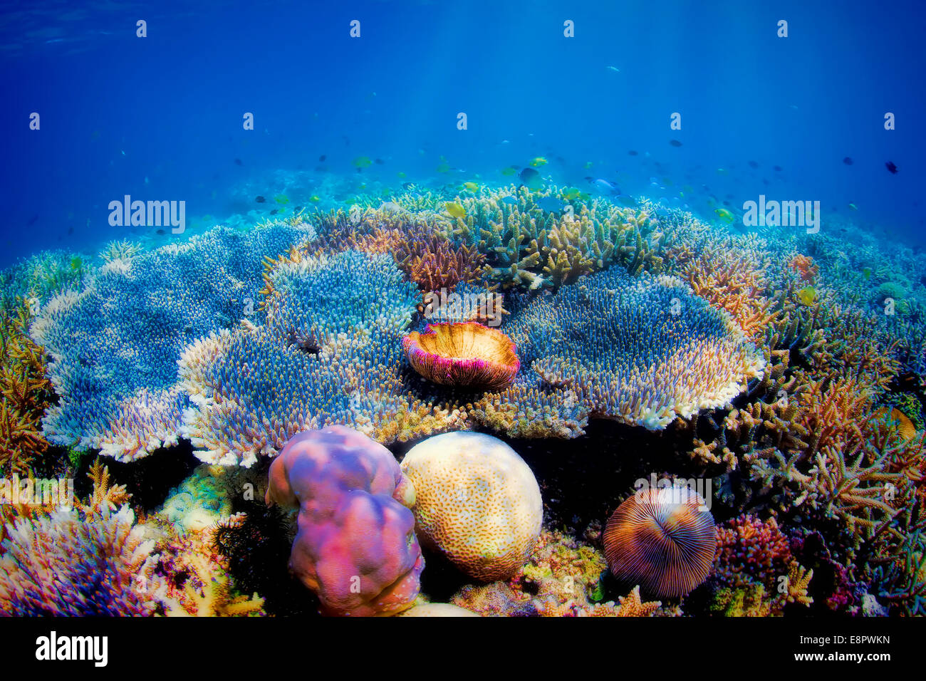 Unterwasser Korallenriff Stockfoto