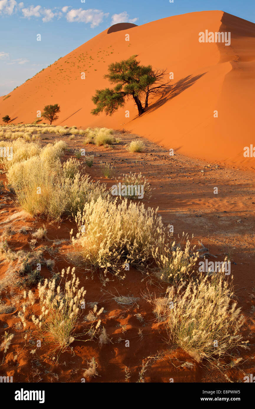 Wüstenlandschaft mit Gräsern und einer roten Sanddüne, Sossusvlei, Namibia Stockfoto