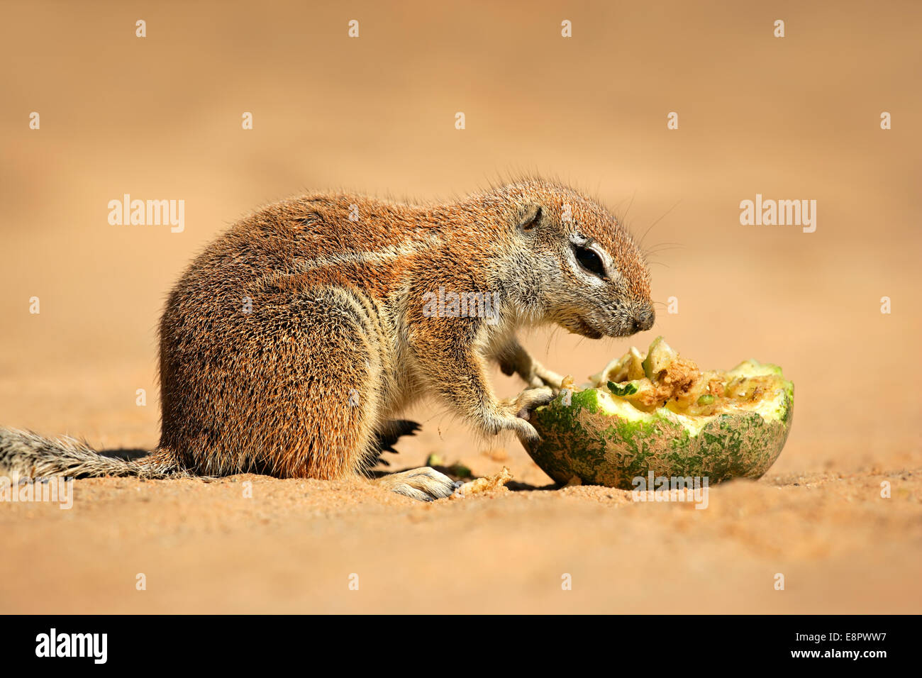 Fütterung Borstenhörnchen (Xerus Inaurus), Kalahari-Wüste, Südafrika Stockfoto