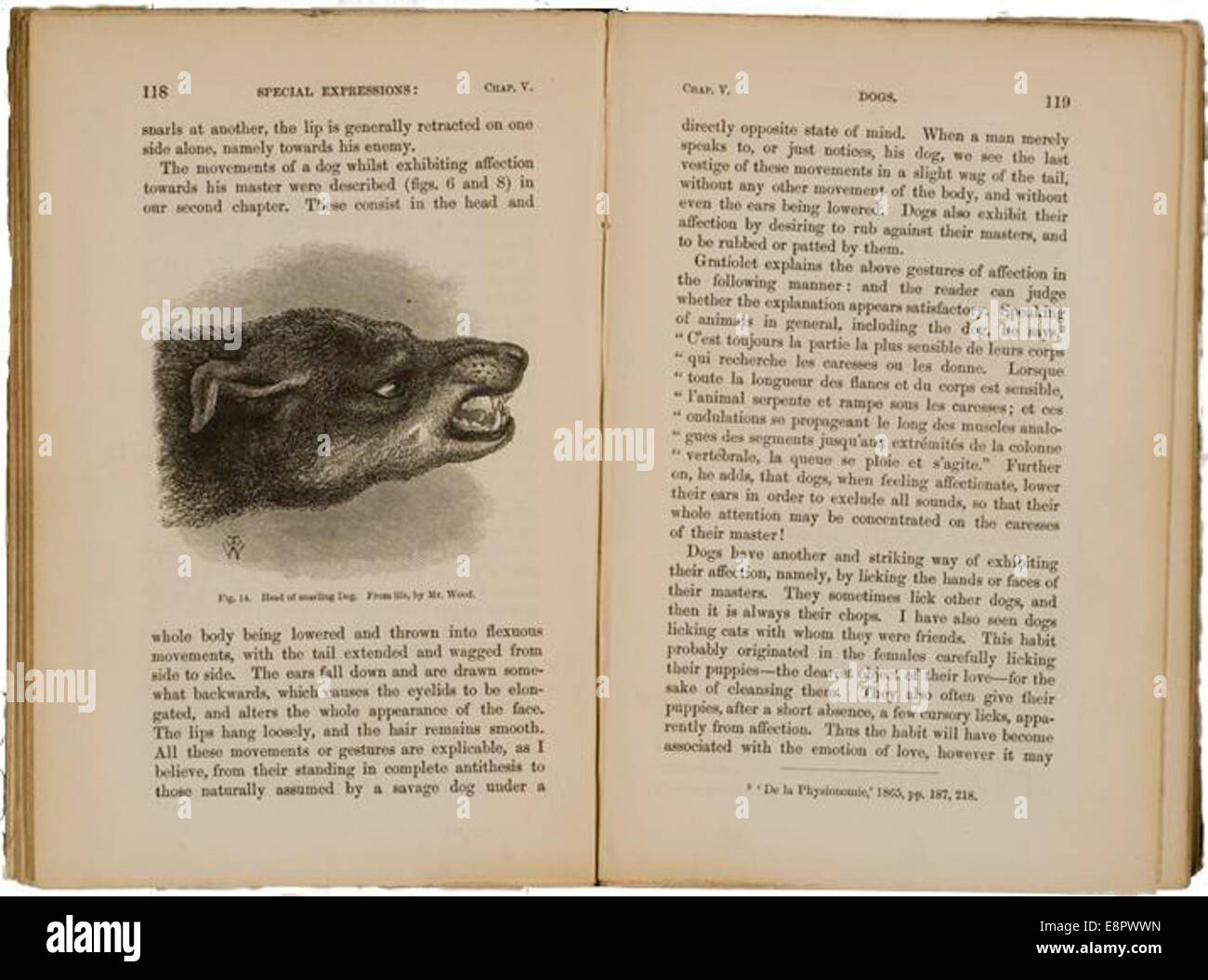 Das Bild zeigt zwei Seiten aus Charles Darwins Werk *The Expression of the Emotions in Mensch und Tier* aus dem Jahr 1872. Seite 118 zeigt eine Illustration eines schnarrenden Hundes, gezeichnet aus dem Leben von Mr. Wood, mit flachen Ohren und entblößten Zähnen. Stockfoto
