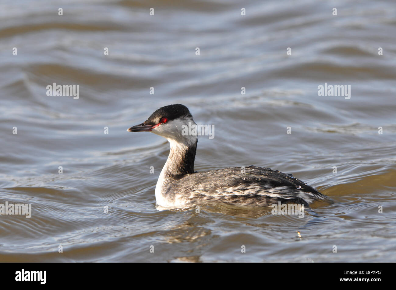 Slawonische Haubentaucher Podiceps Auritus Stockfoto