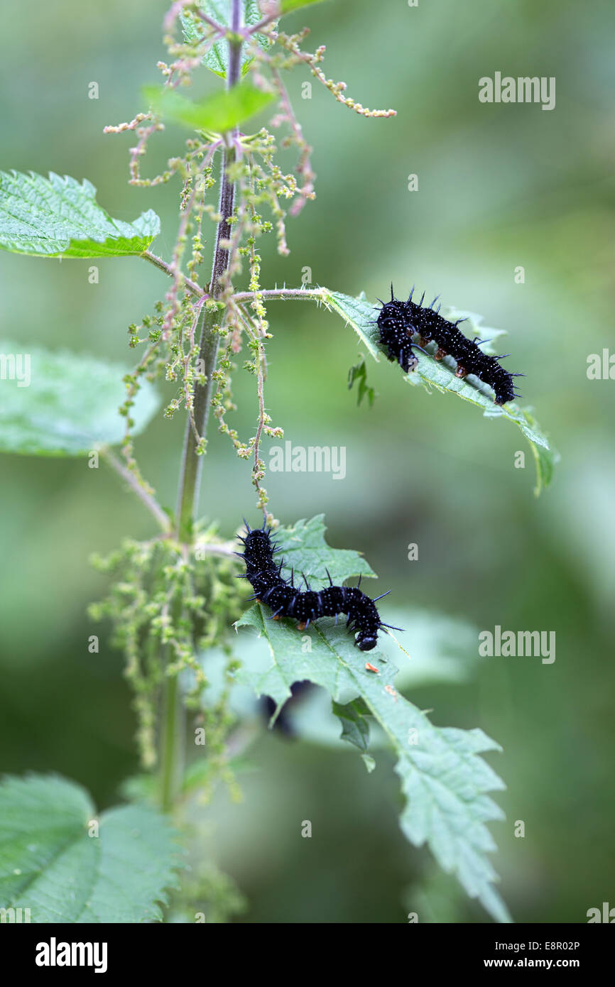 Catterpillars von Tagpfauenauge (Aglais Io) auf Brennnessel Stockfoto