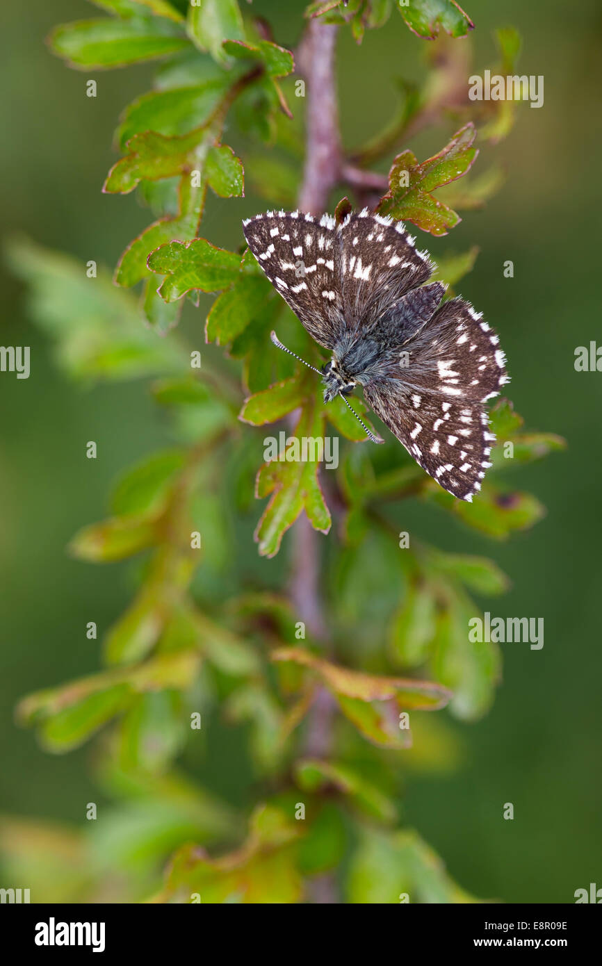 Ergrauten Skipper Pyrgus Malvae, Imago, sonnen sich auf Weißdorn Zweig, Dolebury Warren, Somerset, Großbritannien im Mai. Stockfoto