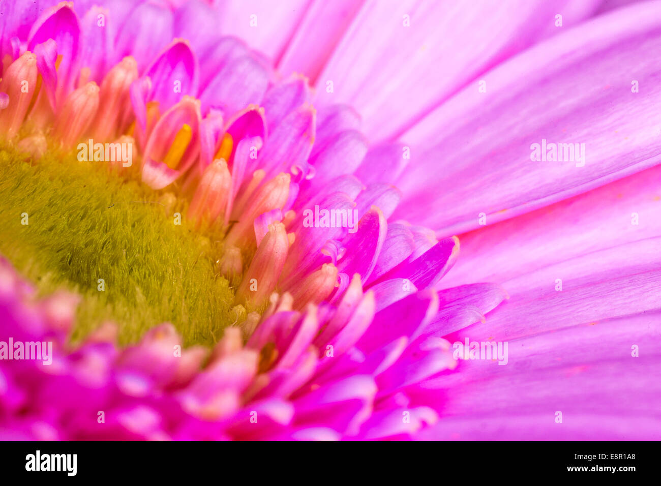 Eine Auswahl von verschiedenen farbigen Gerbera Daisies. Sehr beliebt bei Hochzeiten und Blumenarrangements Stockfoto