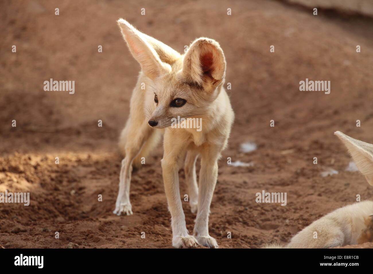 Fennex Fuchs Stockfoto