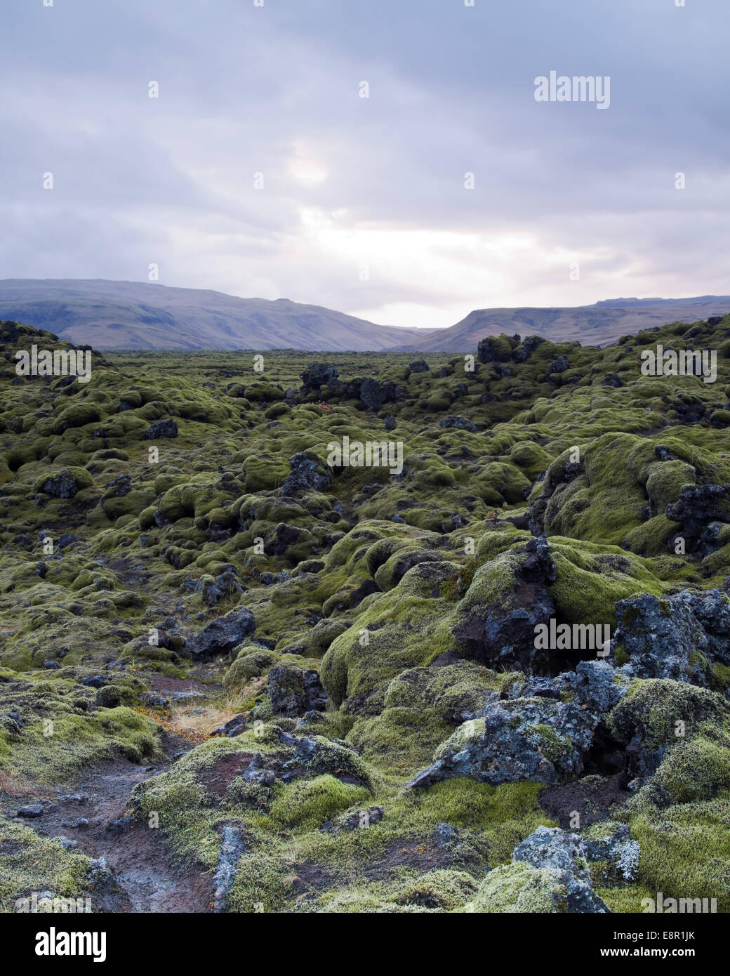 Lava und Moos Felder am Eldhraun Stockfoto