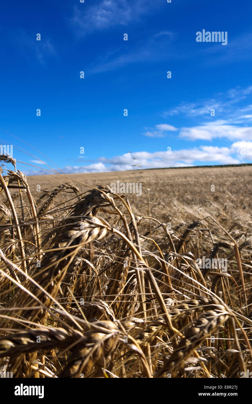 Weizen-Getreide geerntet werden warten. Stockfoto