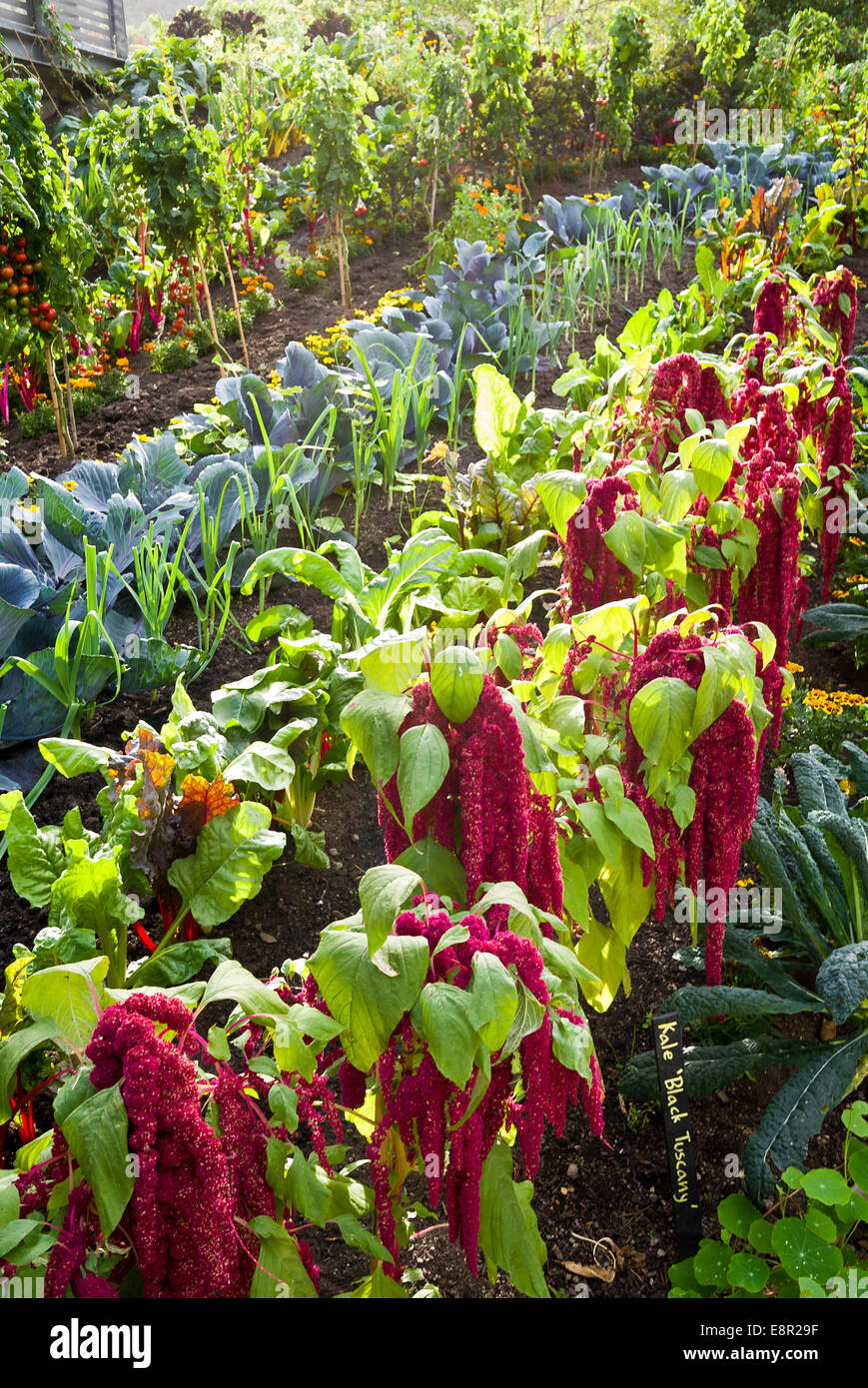 Eine englische Potager Garten mit parallelen Reihen von Blumen und Gemüse. Stockfoto