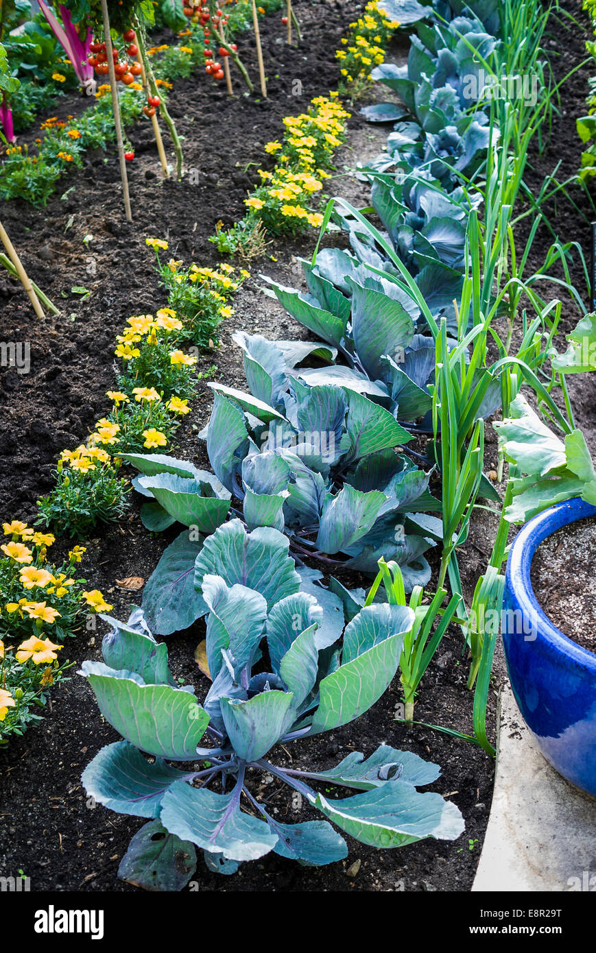 Demo-Reihen von Blumen und Gemüse in einem Cornish Garten Stockfoto