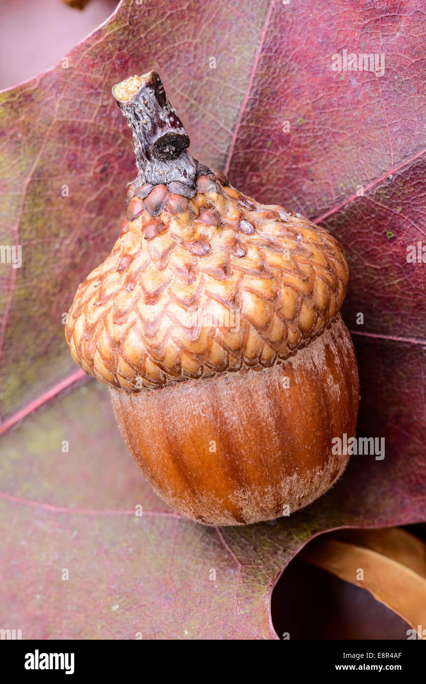 Makroaufnahme einer Eichel auf bunten Herbst Blatt Stockfoto