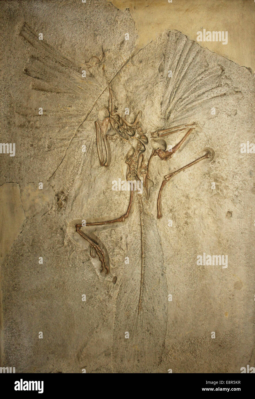 Archaeopteryx gegossen aus Solnhofener Kalkstein, Bayern Stockfoto