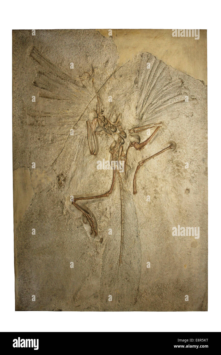 Archaeopteryx gegossen aus Solnhofener Kalkstein, Bayern Stockfoto