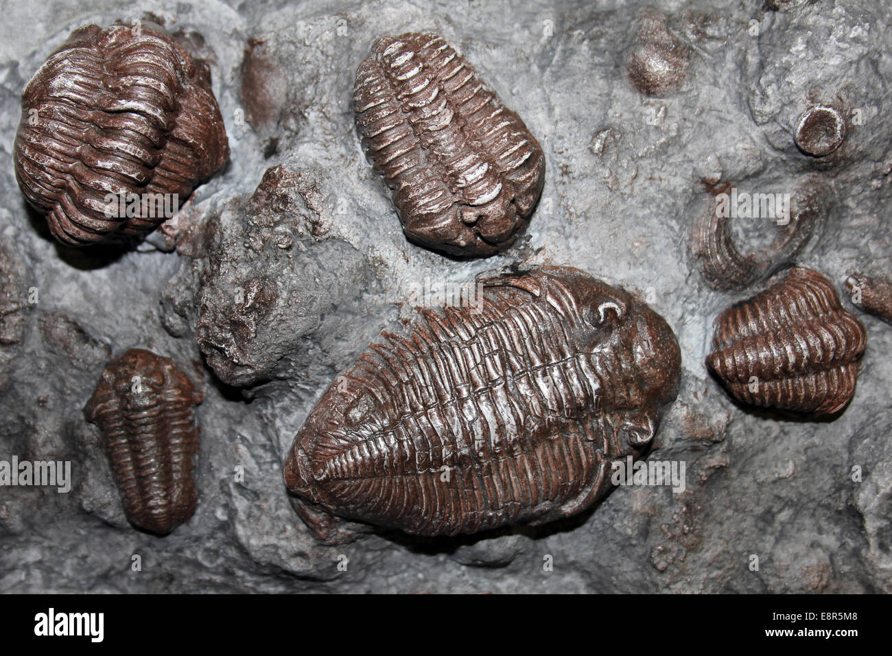 Trilobiten Dalmanites Myops und Calymene Proben, Wenlock Limestone, Silur, UK Stockfoto