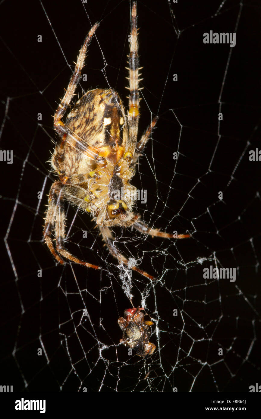 Europäische Garten-Spinne mit Beute Stockfoto