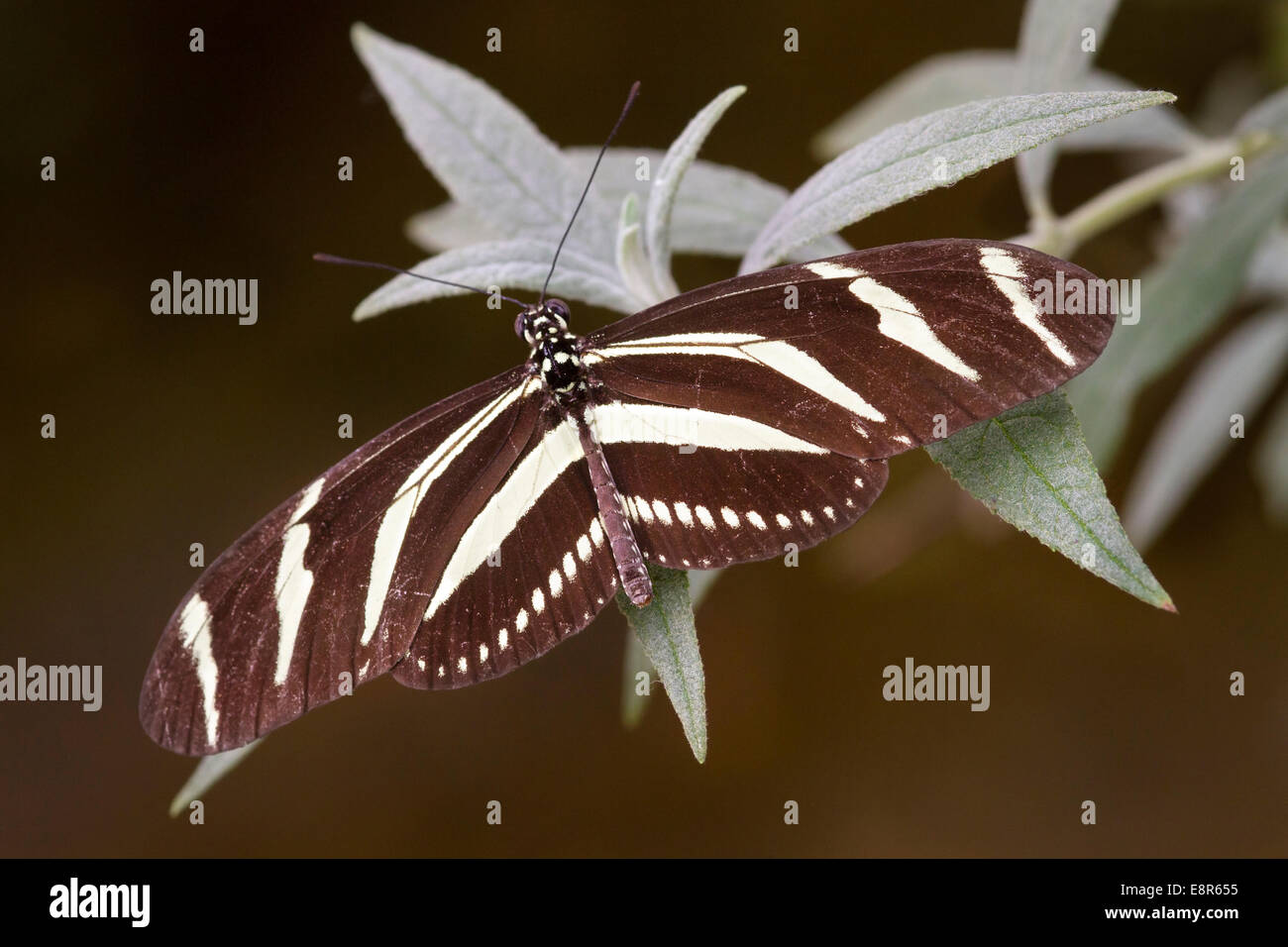 Zebra Longwing Schmetterling (Heliconius Chartithonia) ließ sich auf Blatt mit Flügeln Stockfoto