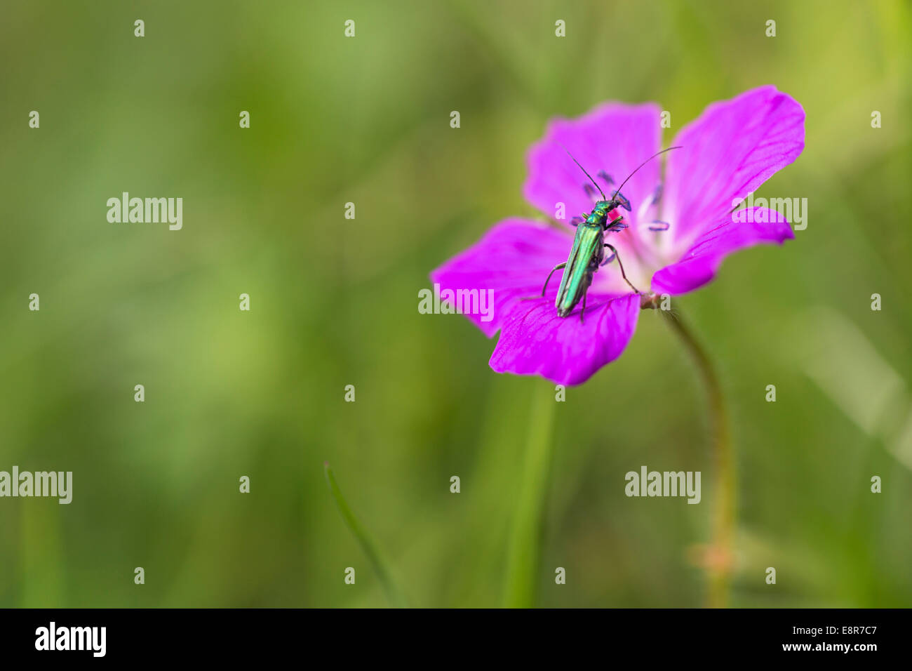 Blume Käfer; Tribolium Castaneum; Frühling; Mai; Kynance; Cornwall, Großbritannien Stockfoto