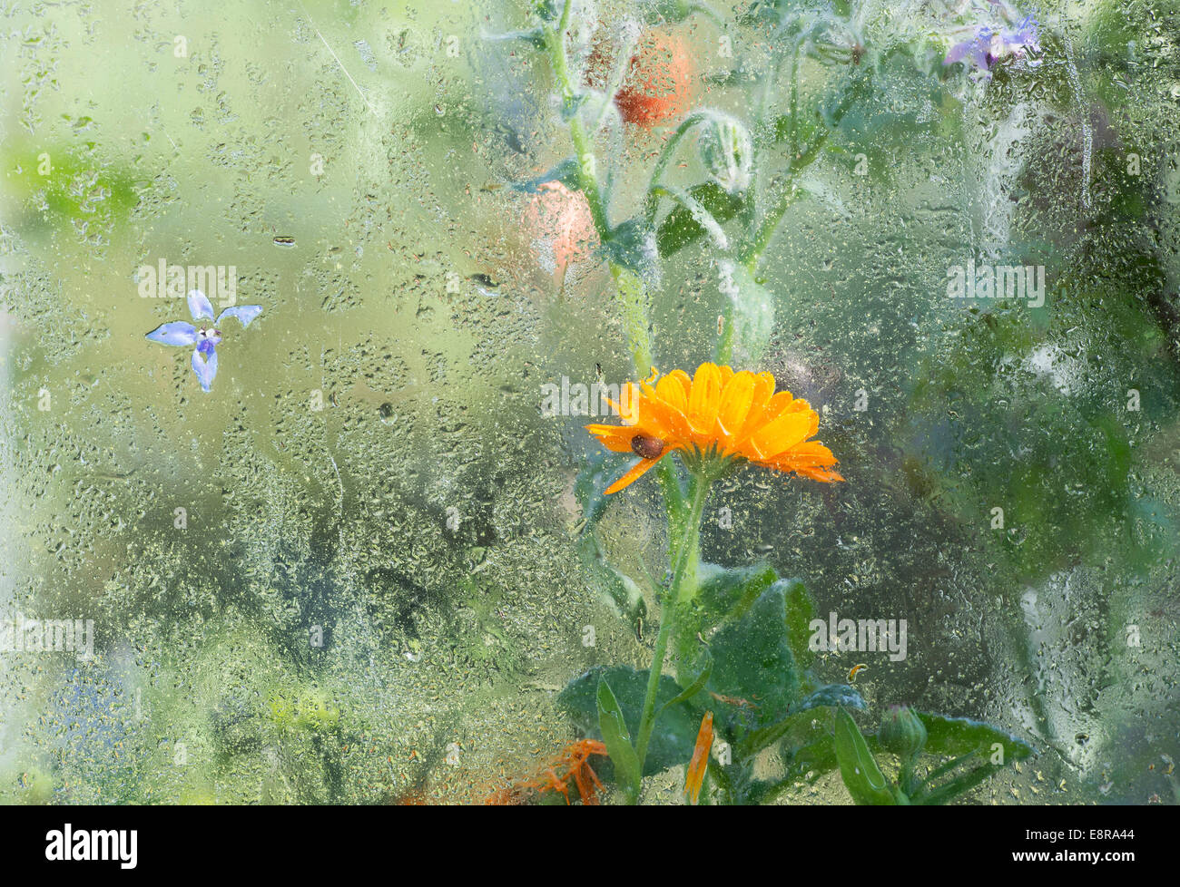Calendula Officinalis. Ringelblumeblume in einem Gewächshaus mit Kondensation Stockfoto