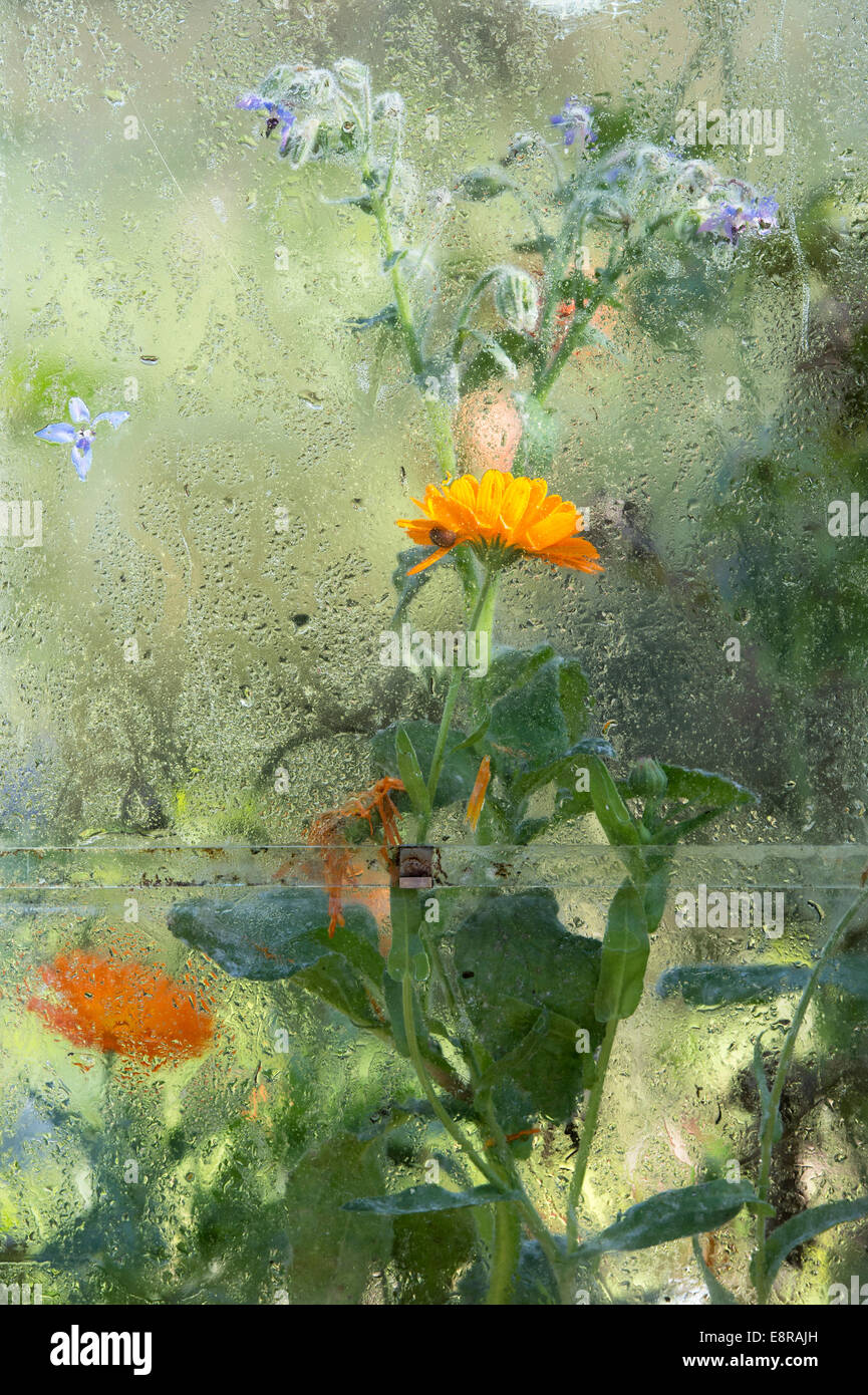 Calendula Officinalis. Ringelblumeblume in einem Gewächshaus mit Kondensation Stockfoto