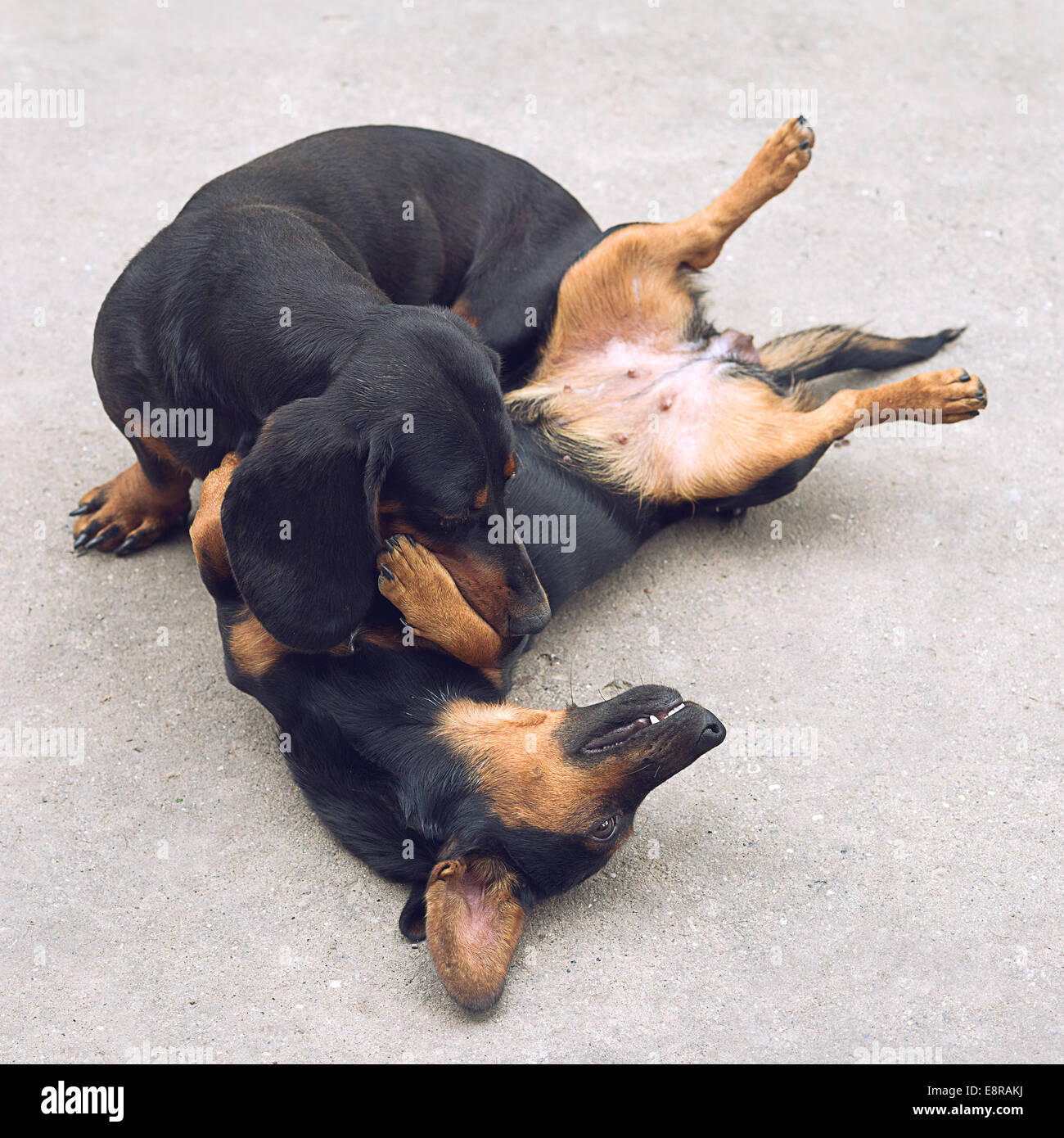 Paar schöne Dackel Hunde draußen spielen Stockfoto