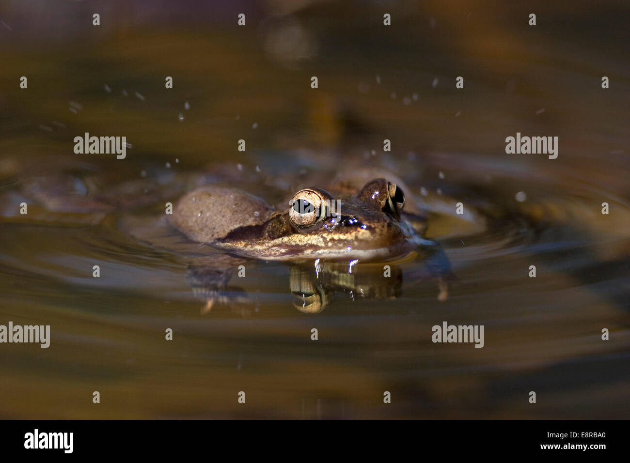 Holz Frosch, (Lithobates Sylvaticus), quakt in einem Teich, vibriert das Wasser Stockfoto