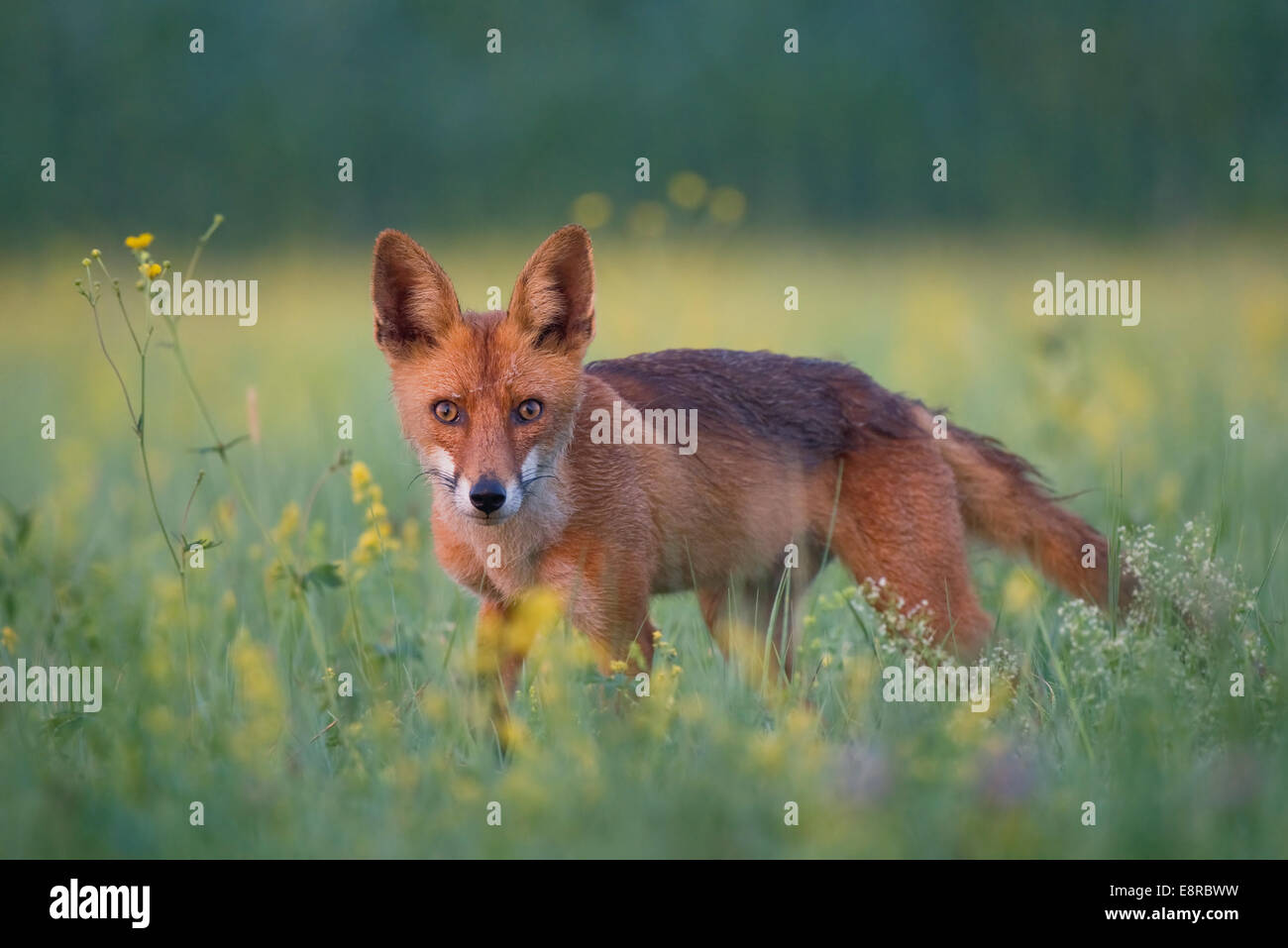 Roter Fuchs auf einer Wiese mit gelben Blüten Stockfoto